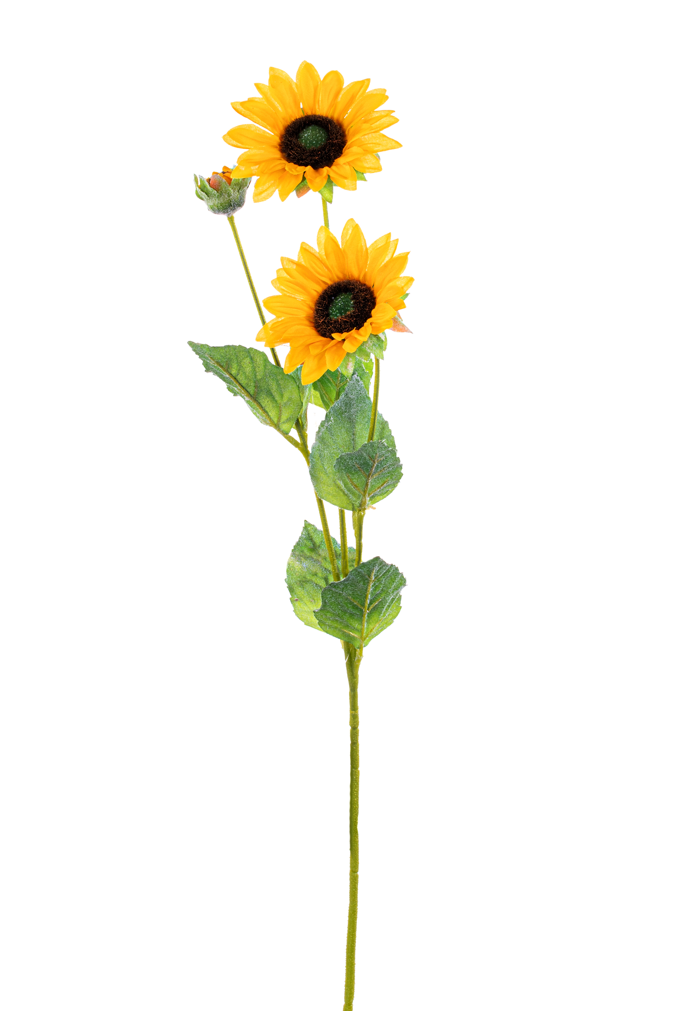 GIRASOLINO X3 FLOCCARO 6CM