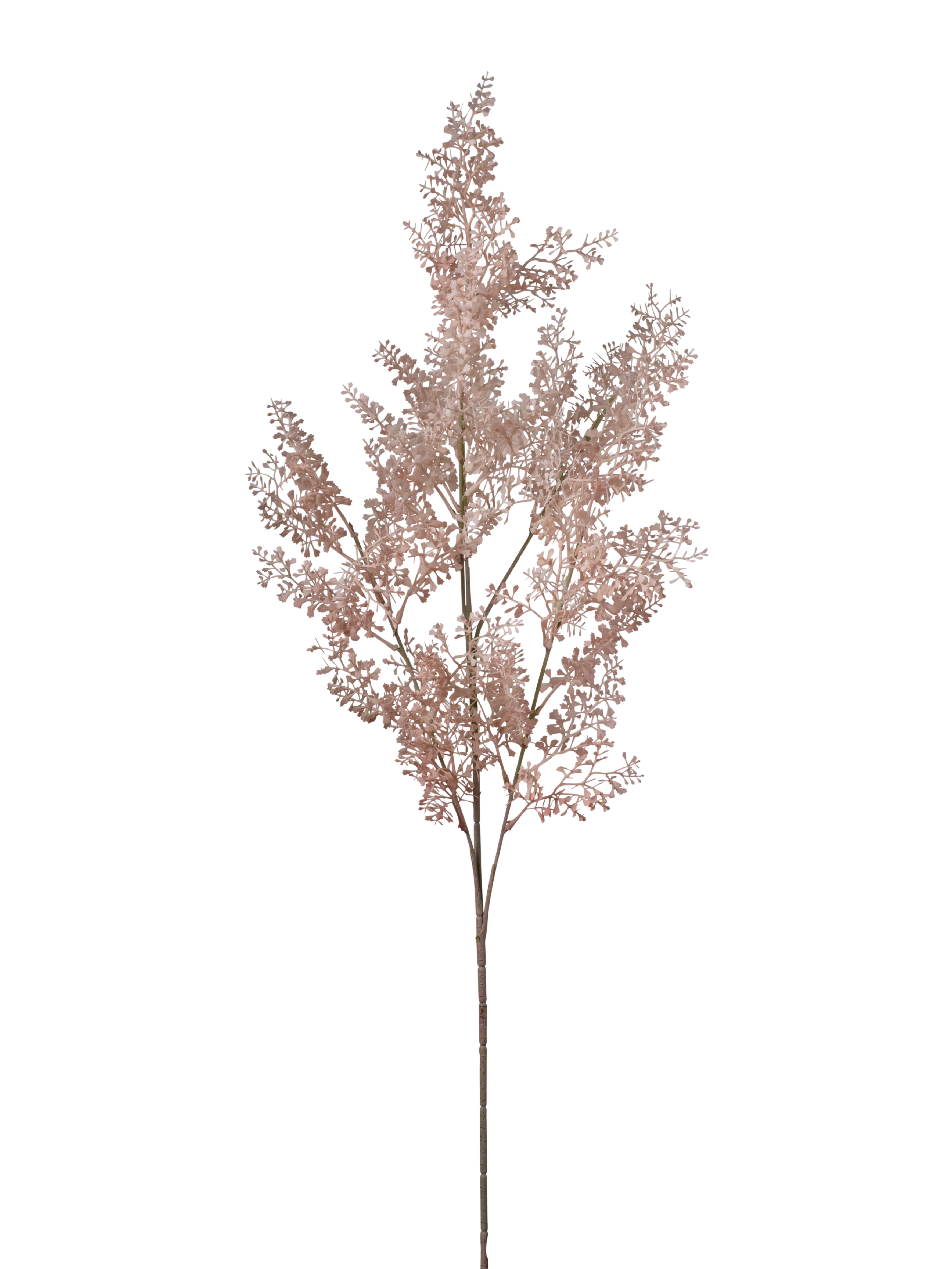 RAMO SPRINGERI 95CM LIGHT PEACH
