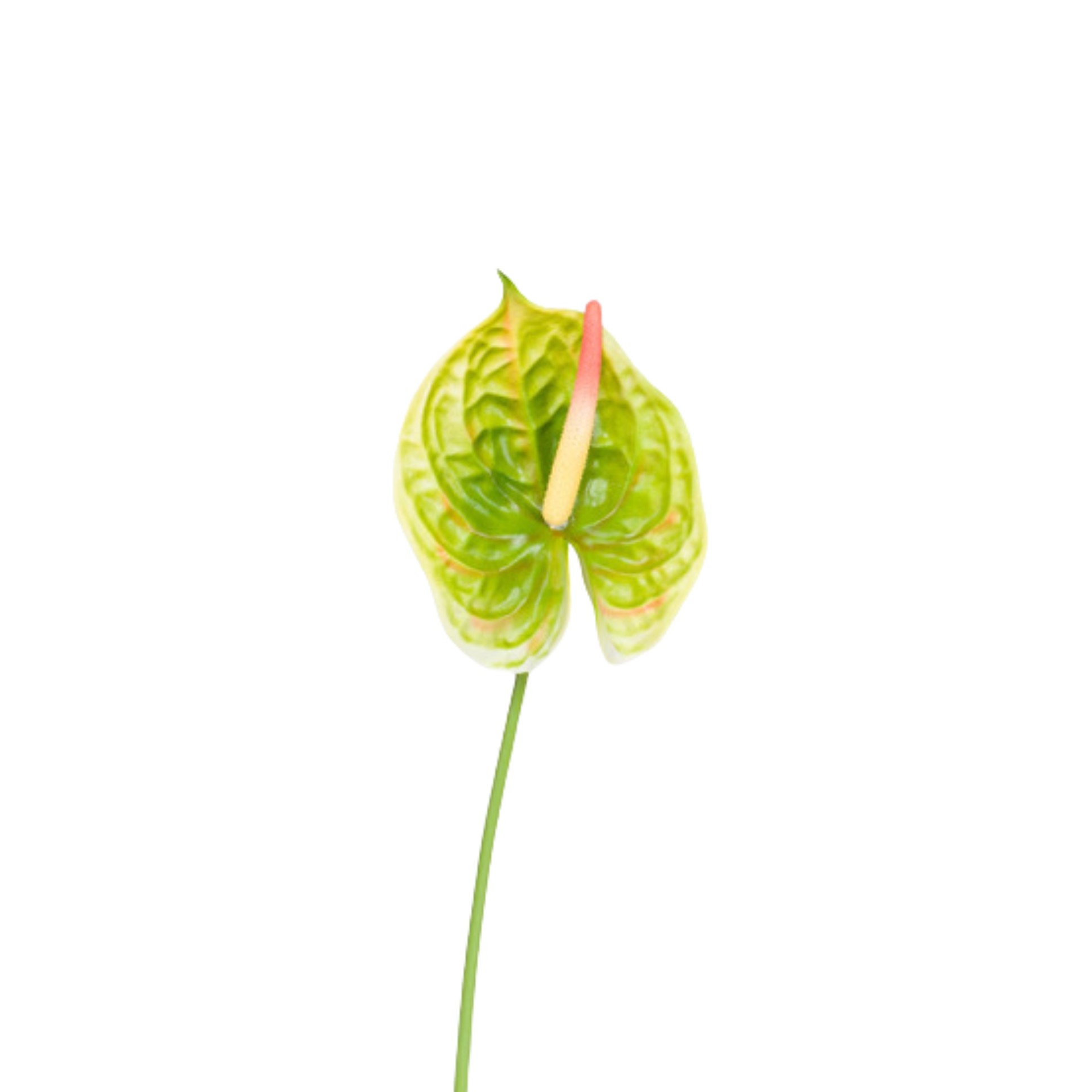 ANTURIUM VERDE H.72 CM