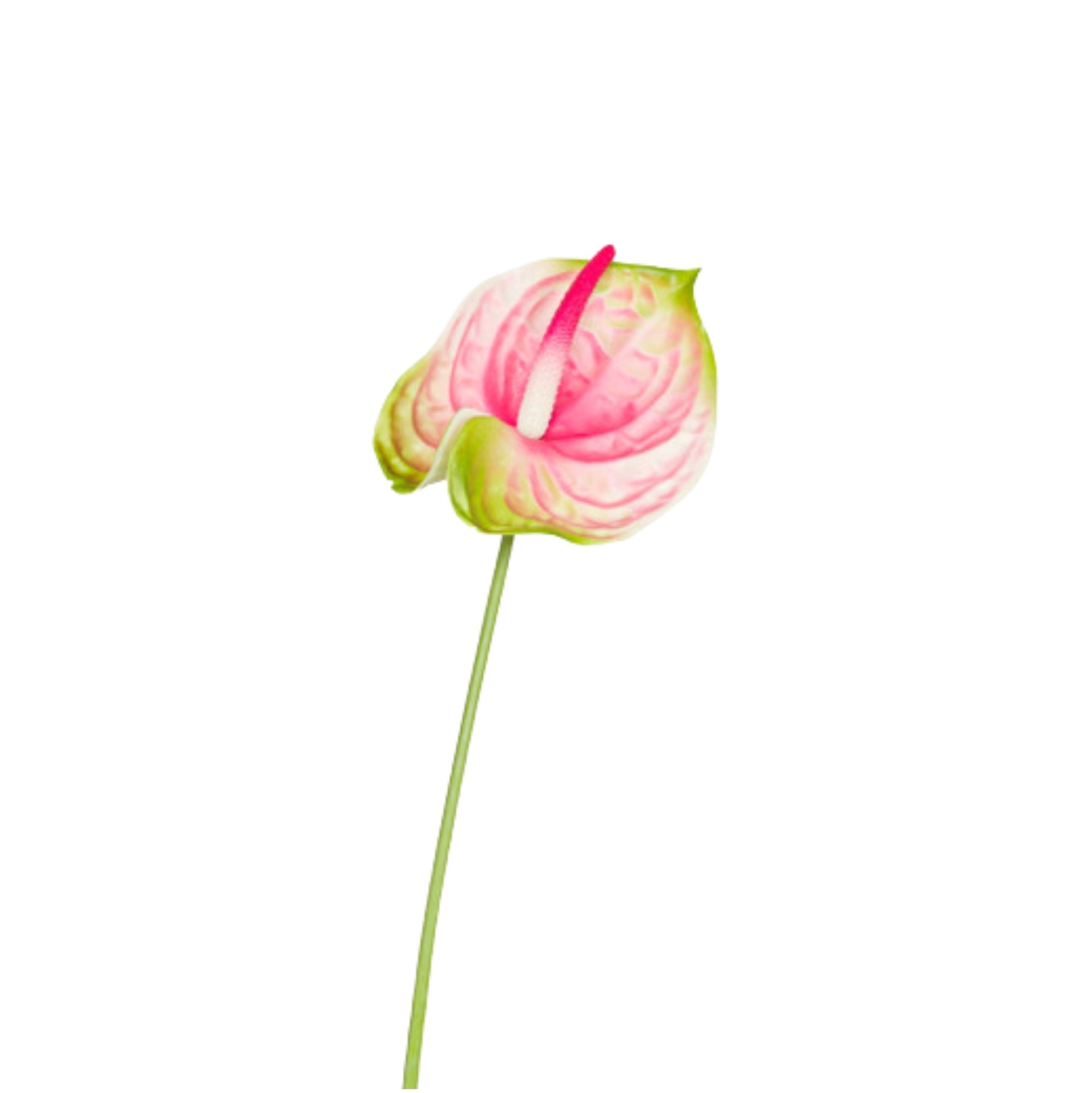 ANTURIUM GREEN-PINK H.72 CM
