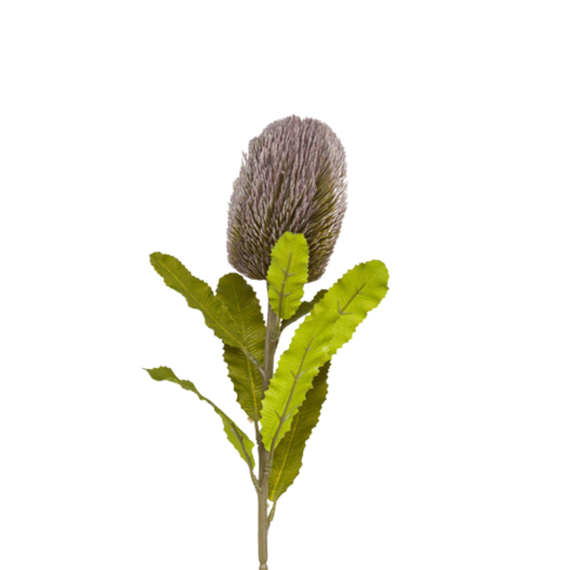 SAFARI BANKSIA MAUVE H.60 CM